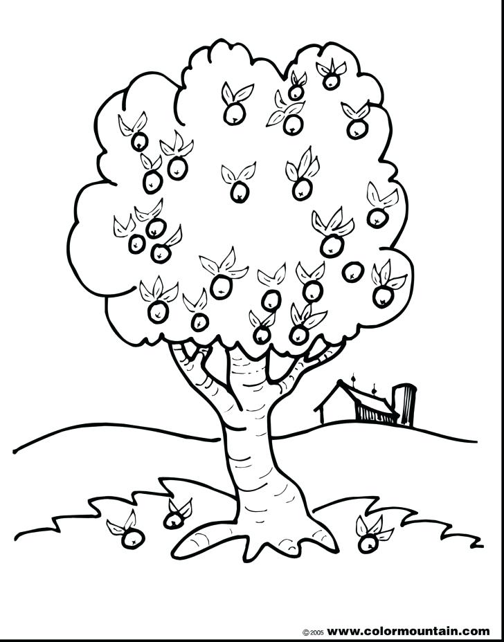 728x928 Apple Tree Coloring Page Apple Tree Coloring Page With Wallpapers
