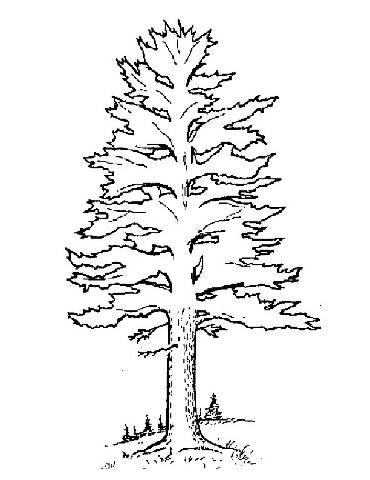 370x480 White Pine Tree Coloring Page