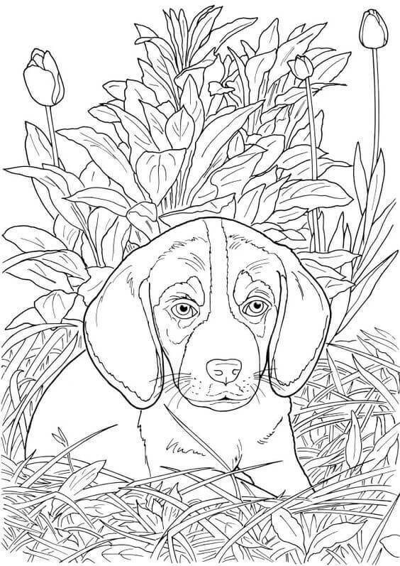 Coloring Pages Of Realistic Dogs