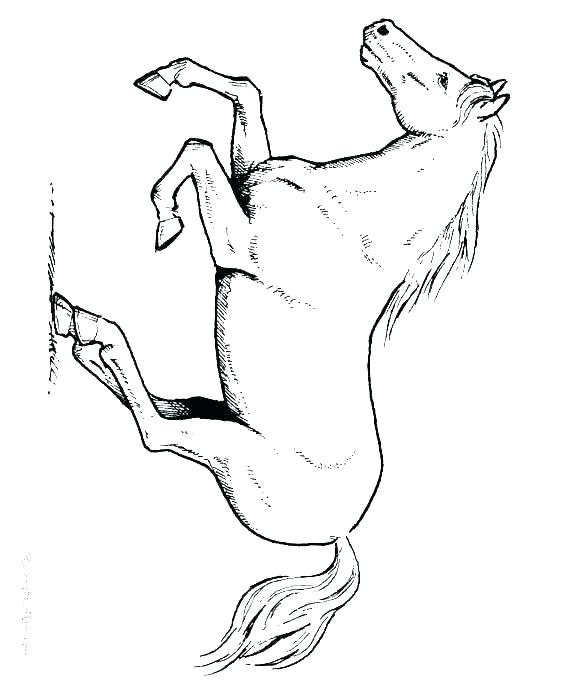 564x690 Printable Coloring Pages Of Horses Baby Horse Coloring Pages Horse