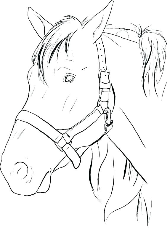564x776 Printable Horse Coloring Pages Realistic Horse Coloring Pages