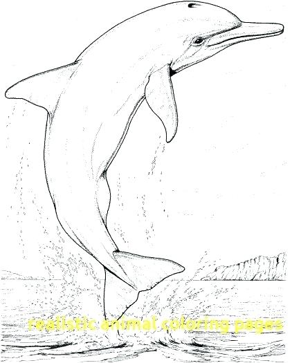 422x525 Realistic Coloring Pages Realistic Animal Coloring Pages