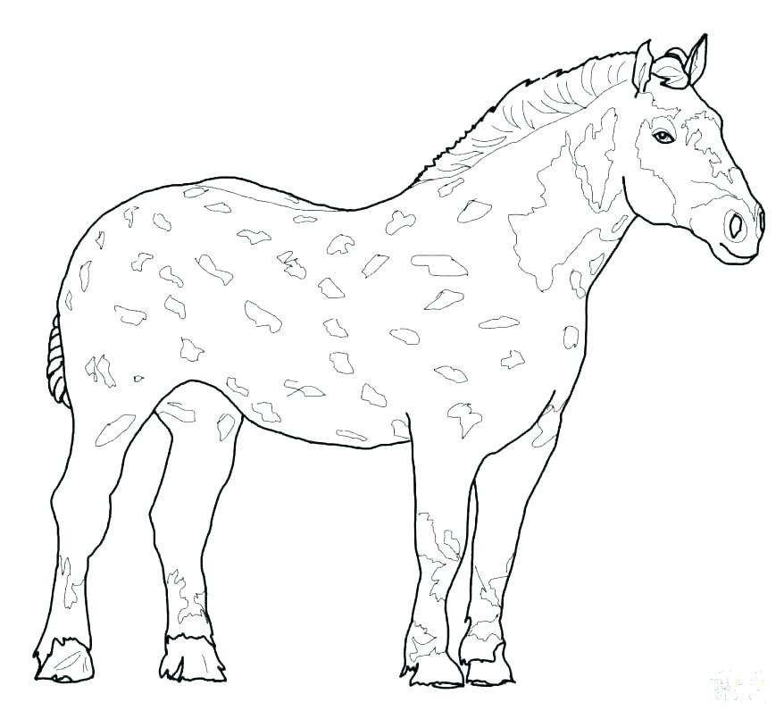878x805 Realistic Horse Coloring Pages To Realistic Horse Coloring Pages
