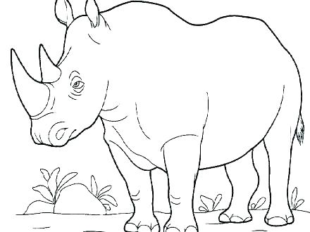 440x330 Rhino Coloring Page Rhino Rhinoceros Coloring Page White Rhino