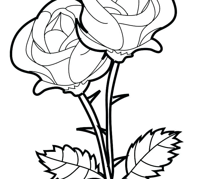 678x600 Coloring Pages Of A Rose Rose Color Pages Rose Rose Flower