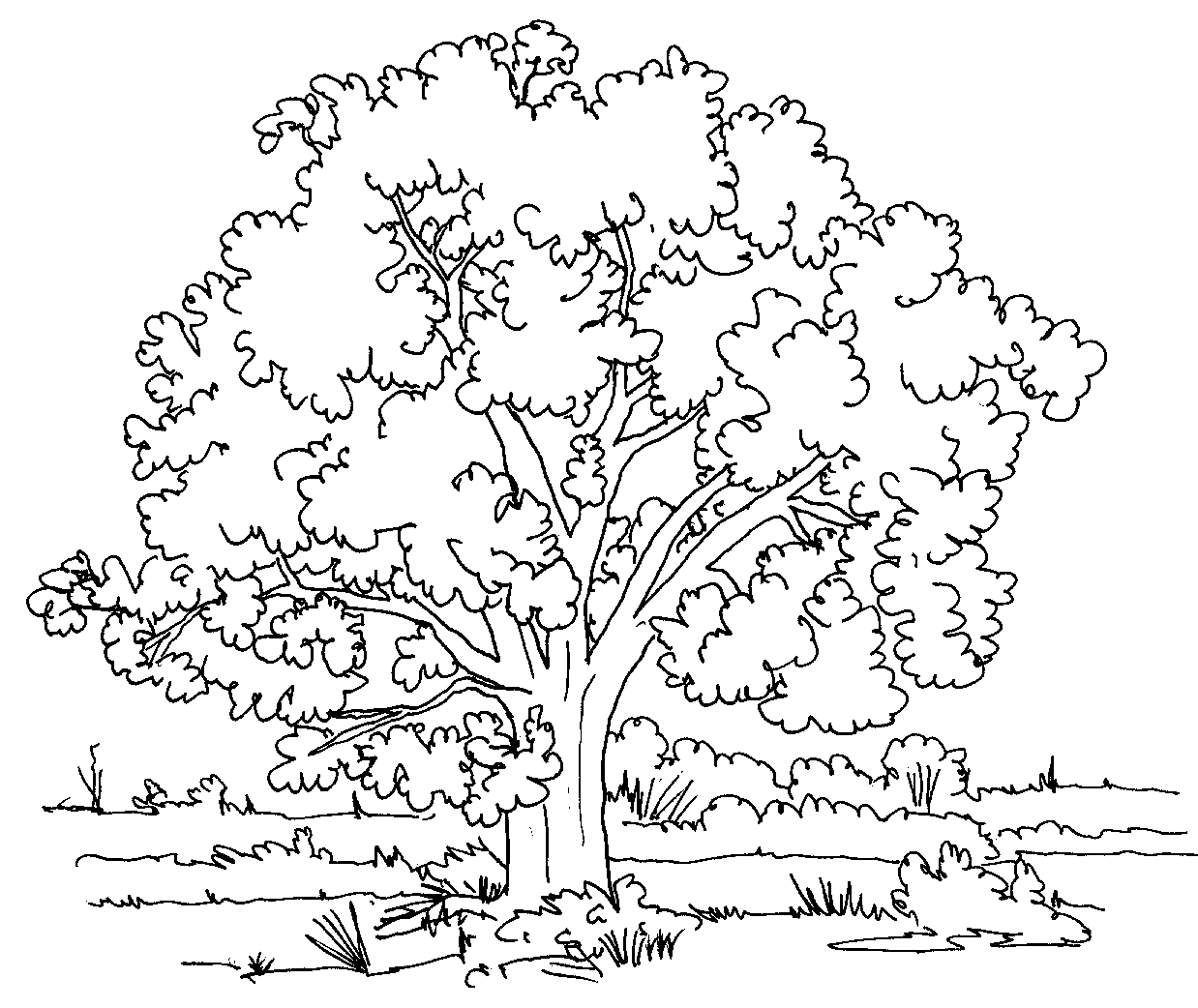 1238x1042 Awesome Coloring Pages Of Fruit Trees Design Printable Coloring