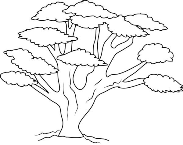600x478 Tree Coloring Pages Tree Branch Coloring Pages Kids Coloring Pages