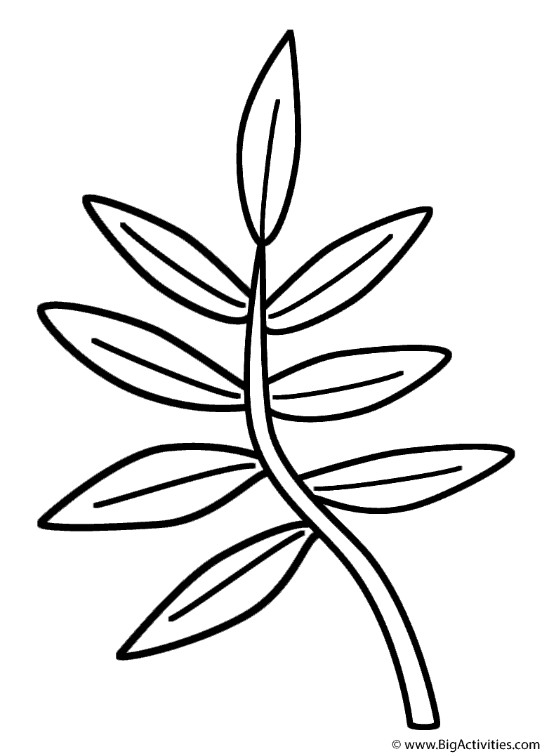 772x1074 Branch