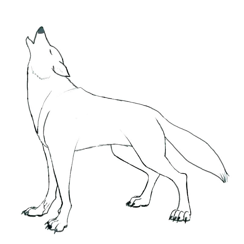 800x800 Wolf Coloring Pages To Print Coloring Pages Wolf Wolf Coloring