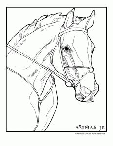232x300 Horse Pictures To Color Horse Coloring Page Young Foals Play