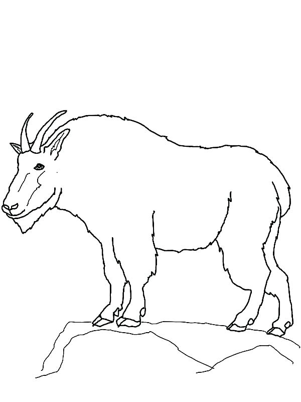600x800 Mountain Lion Coloring Page Mountain Coloring Page Mountain Goat