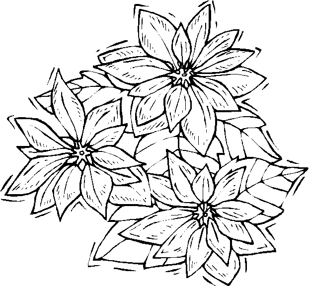 624x576 Poinsettia Coloring Page Beautiful Poinsettia Outline Coloring