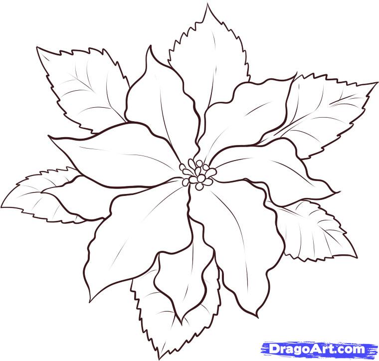 760x724 Poinsettia Coloring Pages Happy Holidays!