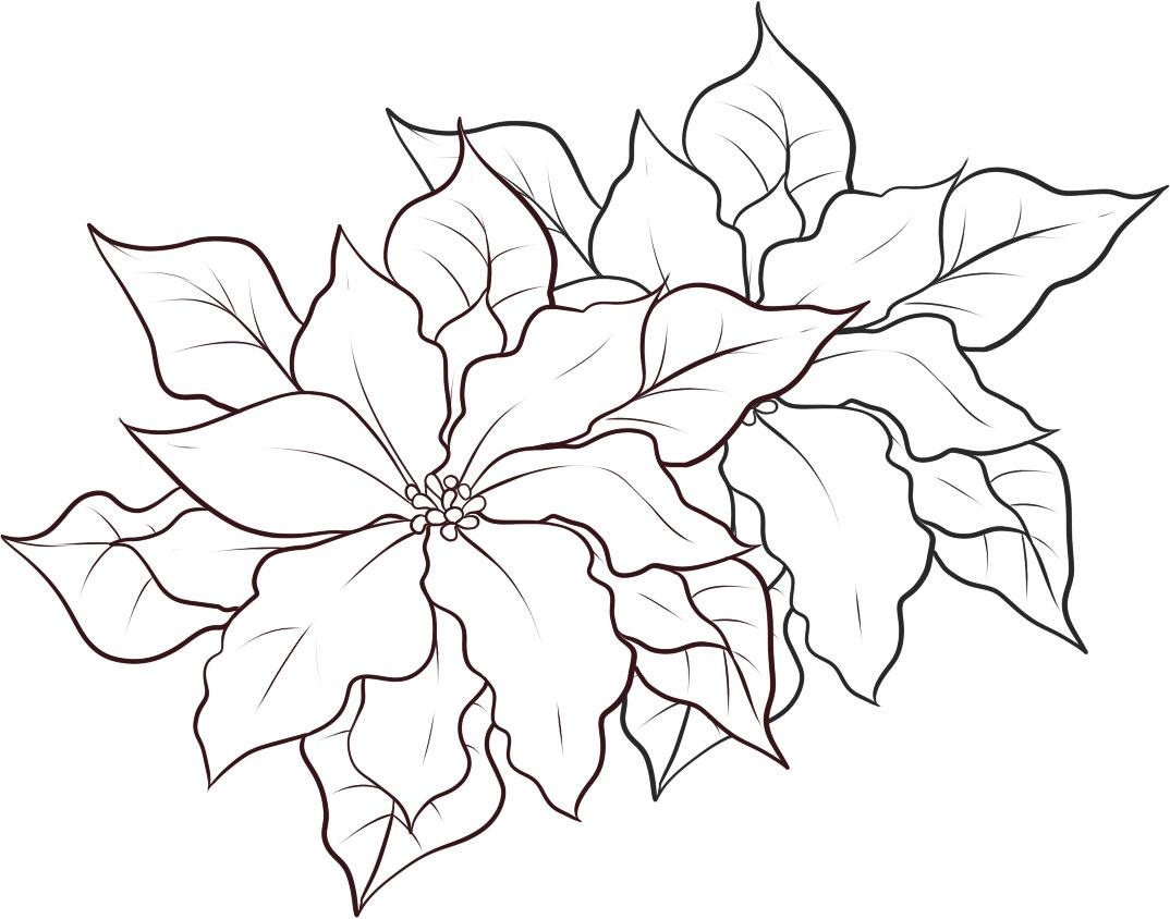 1074x844 Free Printable Poinsettia Coloring Pages For Kids