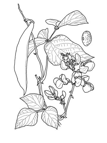 360x480 Runner Bean Coloring Page Coloring Pages Printable