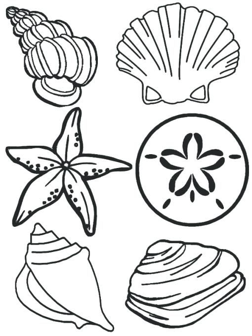 510x680 Sea Shell Coloring Page Sea Animals Complete Sea Shells Family