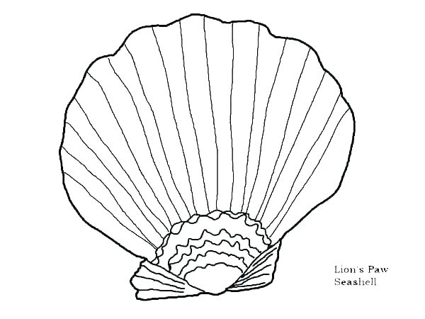 600x450 Seashell Coloring Shell Coloring Pages Sea Shell Coloring Pages