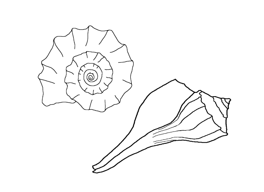 900x655 Seashells Coloring Page Many Interesting Cliparts