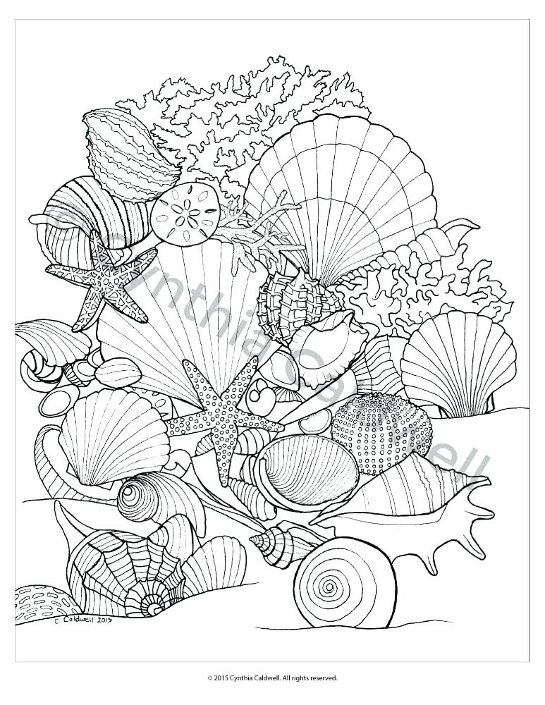 773x1000 Seashell Coloring Page Impair.co