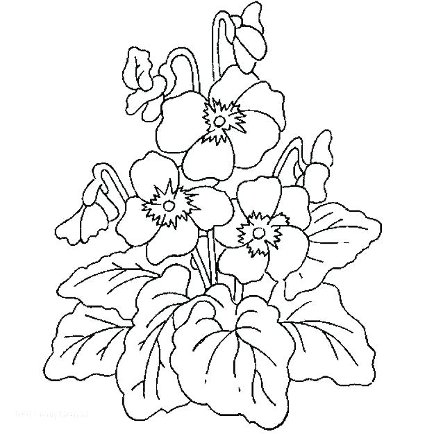 625x625 Coloring Pages Plants Coloring Pages Spectacular Coloring Pages