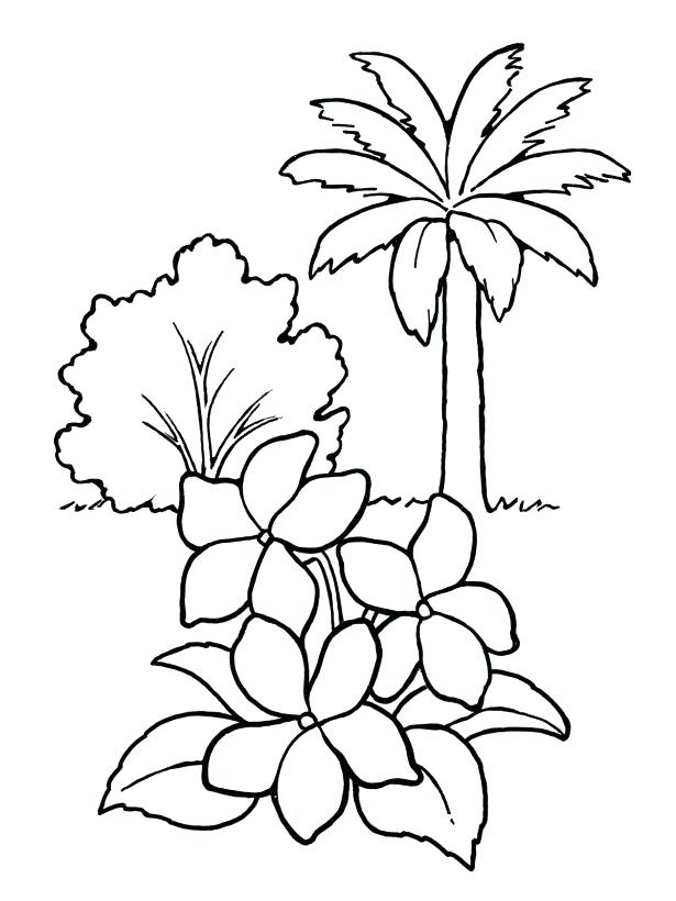 615x820 Coloring Pages Plants Pages Trees Plants Flowers Plants