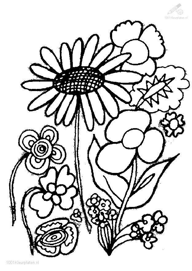 625x884 Coloring Pages Trees Plants And Flowers Amazing Plant Coloring