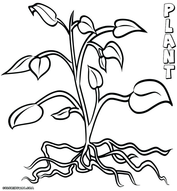 615x664 Coloring Pages Trees Plants And Flowers Delectable Coloring Pages