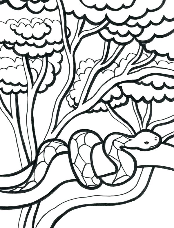 600x787 Coloring Pages Of Plants Coloring Pages Trees Plants And Flowers