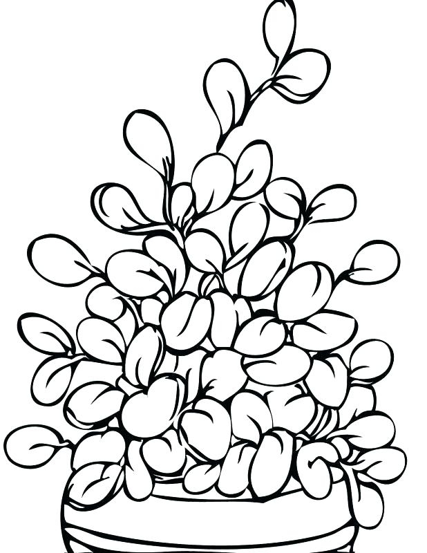 618x800 Coloring Pages Of Trees Plants And Flowers Coloring Page Zone