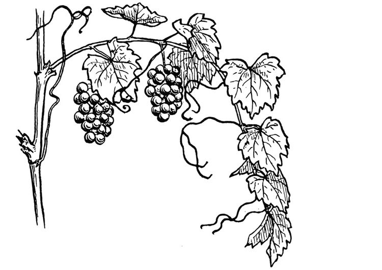 750x531 Coloring Page Grape Vine Coloring Grape Vines