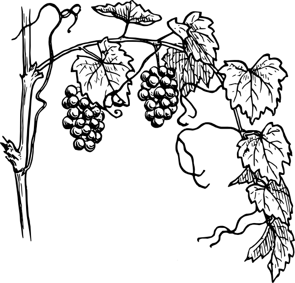 600x576 I Am The Vine Coloring Pages