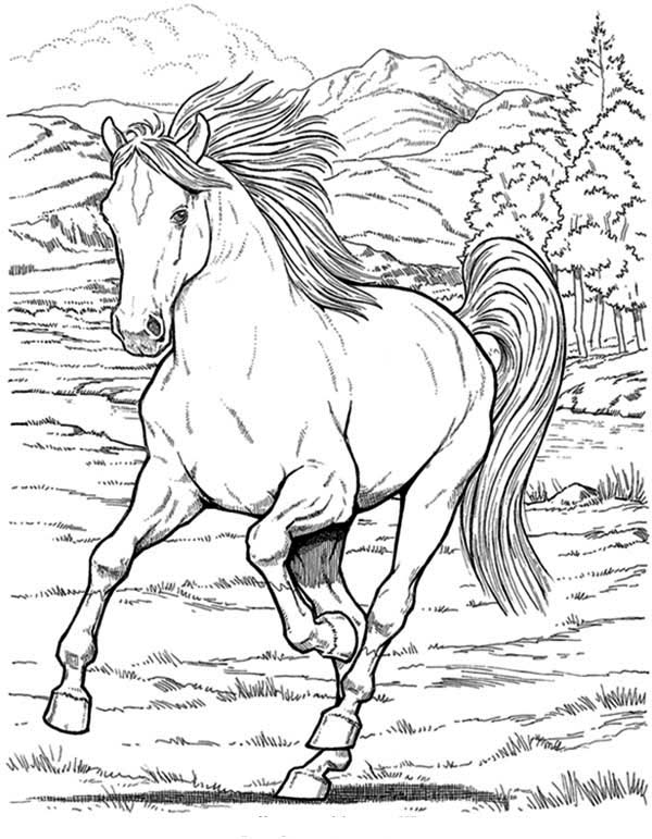 600x771 Wild Horse In Horses Coloring Page