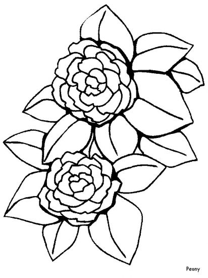 412x550 Peony Coloring Pages.ws Steamboat Clip Art Peony