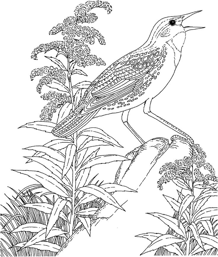 Common Loon Coloring Page