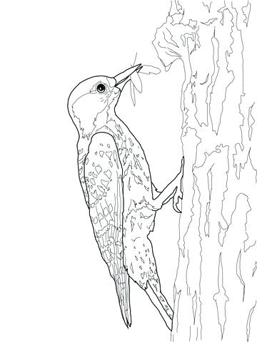 360x480 Loon Coloring Page Click To See Printable Version Of Red