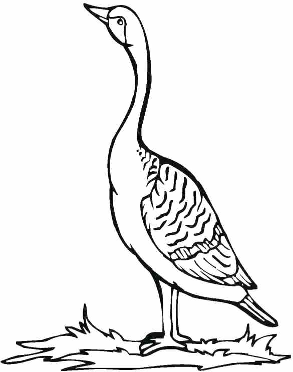 585x743 Loon Coloring Pages Loon Coloring Page Dazzling Design Inspiration