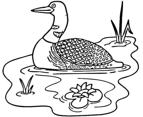 480x392 Owl Coloring Pages Coloring Owl Coloring Pages Coloring Loon