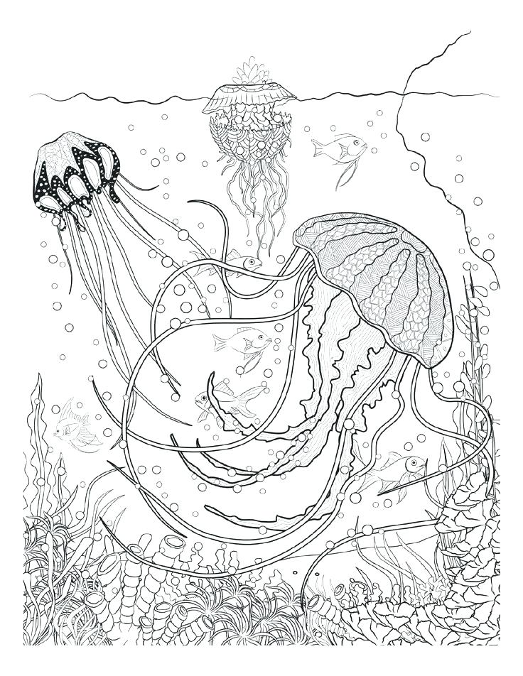 736x952 Wonderful Loon Coloring Page Wonderful Loon Coloring Page Coloring