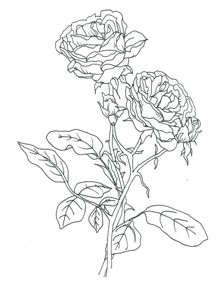 758x996 Compass Rose Coloring Sheet Compass Rose Coloring Sheet Rose