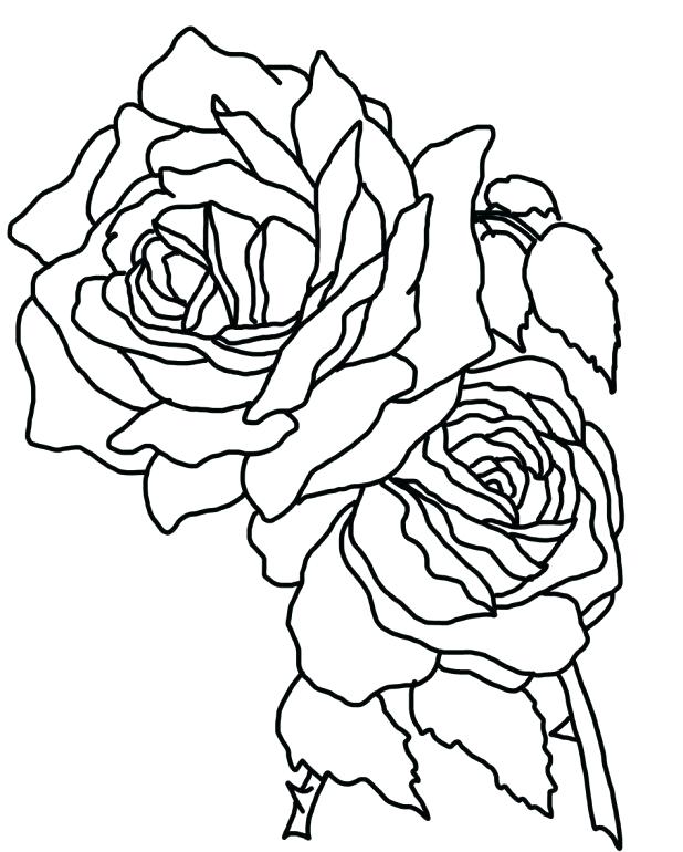 618x770 Rose Coloring Page Two Roses Coloring Page Free Compass Rose