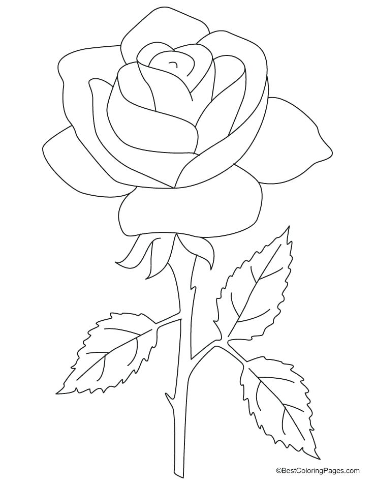 738x954 Coloring Pages Of Rose Roses Coloring Pages Related Post Coloring