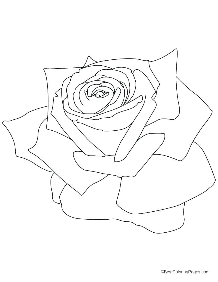 738x954 Printable Compass Rose
