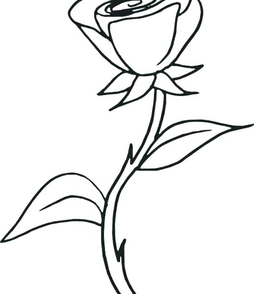 518x600 Compass Rose Color Page Kids Coloring Picture Of Roses To Color