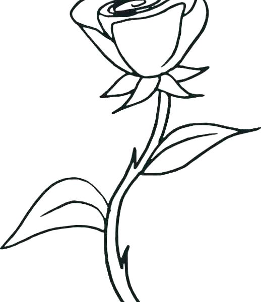 518x600 Coloring Pages Rose Compass Rose Coloring Page Compass Rose