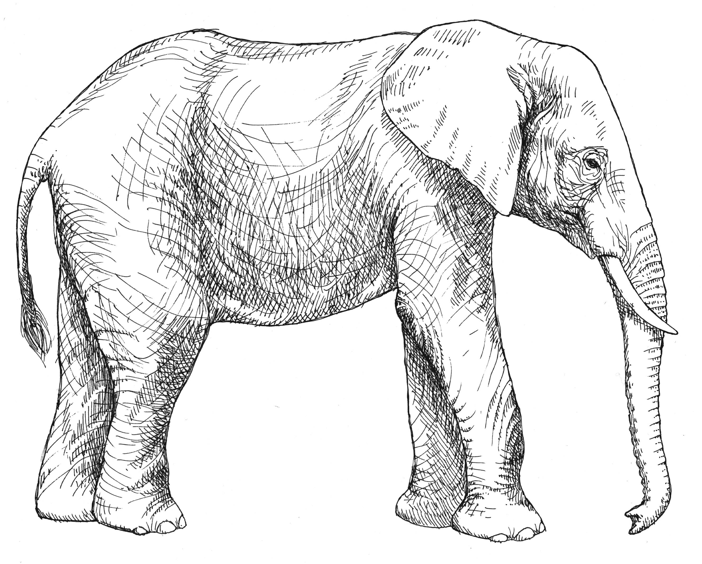 2653x2131 Fresh Animal Coloring Pages For Adults Egyptian Fruit Bat