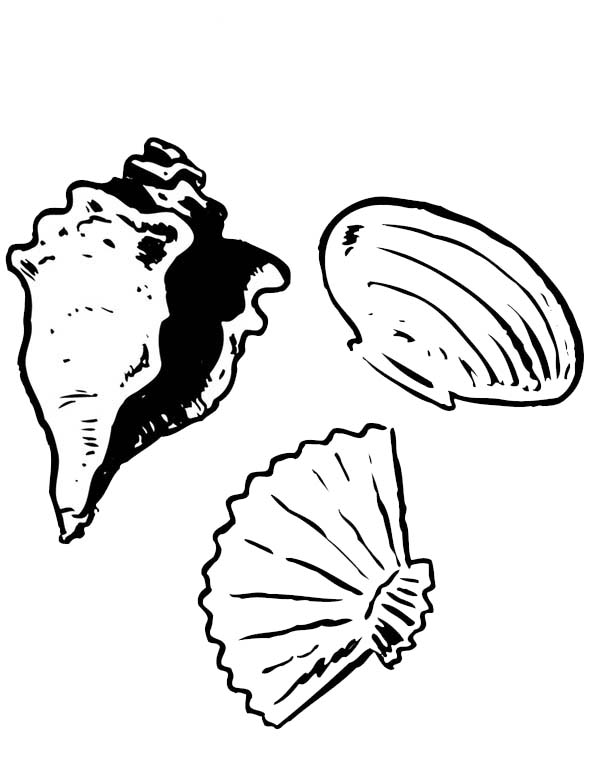 Conch Coloring Pages