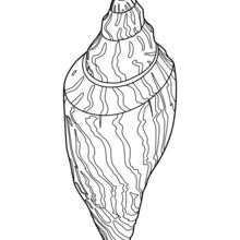 220x220 Conch Shell Coloring Pages
