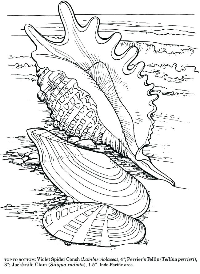 650x887 Sea Shell Coloring Pages Sea Shell Coloring Page Sea Shell