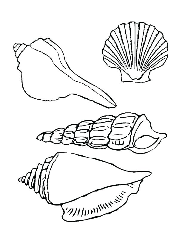 600x788 Beach Shells Coloring Pages Printable Coloring Conch Shell