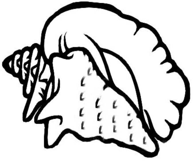 679x575 Conch Shell Colouring Pages Quilt Ideas Fabric Art